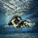 Pierwsze nurkowanie SCUBA DIVING 5m